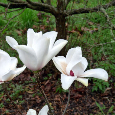 Magnolia 'Leda' – Liliomfa
