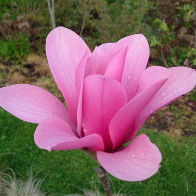 Magnolia 'Margaret Helen' – Liliomfa oltvány