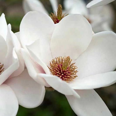 Magnolia 'Milky Way' – Liliomfa