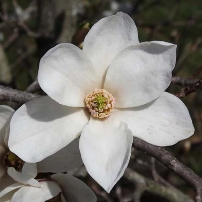 Magnolia kobus 'Norman Gould' – Japán liliomfa