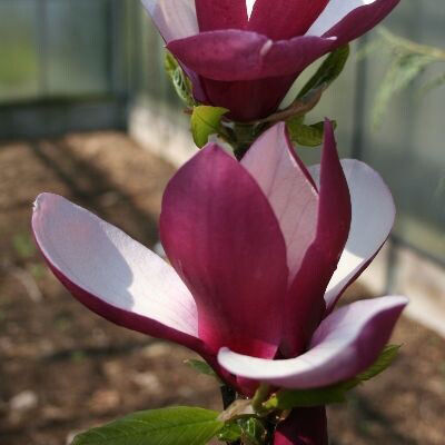Magnolia 'Old Port' – Liliomfa