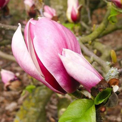 Magnolia 'Pickard's Firefly' – Liliomfa