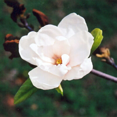Magnolia denudata 'Purple Eye' – Jülan liliomfa
