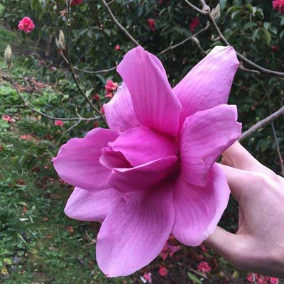 Magnolia 'Purple Sensation' – Liliomfa