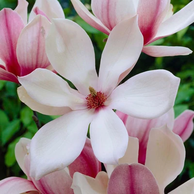Magnolia 'Red Lucky' – Liliomfa oltvány