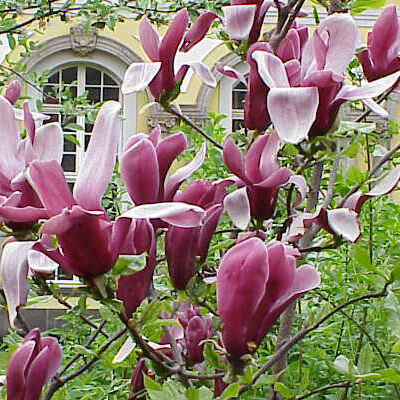 Magnolia 'Rickii' – Nagyvirágú liliomfa