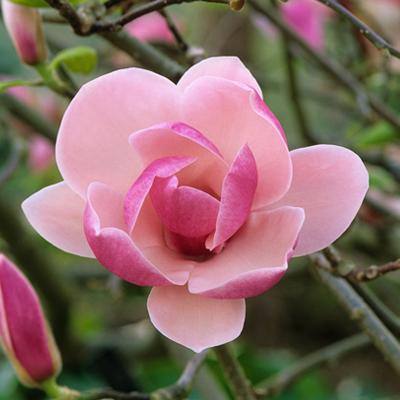 Magnolia x soulangeana 'Rustica Rubra' – Nagyvirágú liliomfa