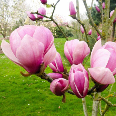 Magnolia 'Sangreal' – Liliomfa