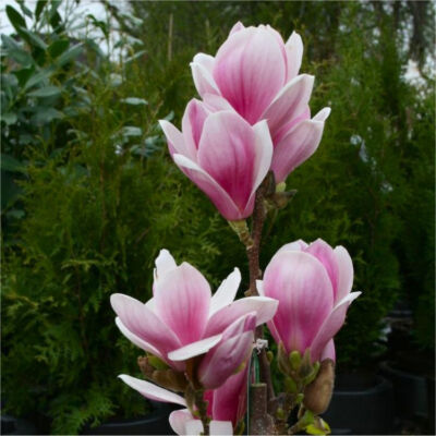 Magnolia soulangeana 'Satisfaction' – Liliomfa