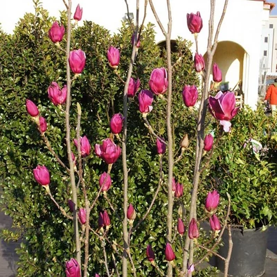 Magnolia 'Shiraz' – Liliomfa