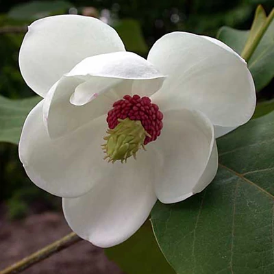 Magnolia sieboldii – Oyama liliomfa