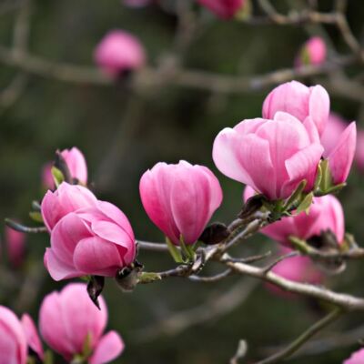 Magnolia sprengeri – Liliomfa