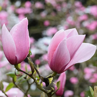 Magnolia 'Star Wars' – Liliomfa