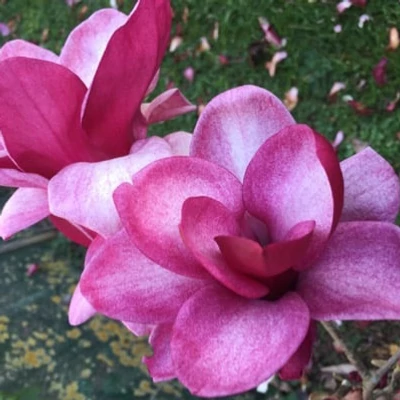 Magnolia 'Starbust'® – Liliomfa