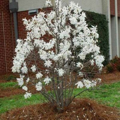Magnolia stellata 'Waterlilly' – Csillagvirágú liliomfa