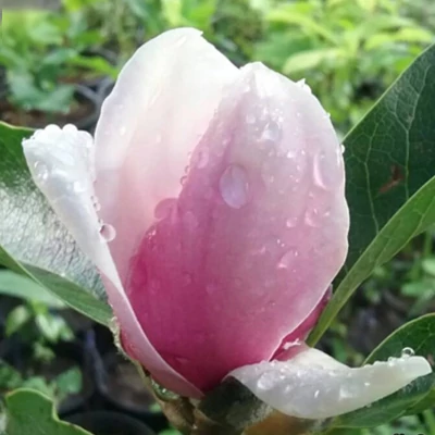 Magnolia x soulangeana 'Sun Dew' – Nagyvirágú liliomfa
