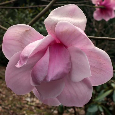 Magnolia 'Susannah van Veen' – Liliomfa