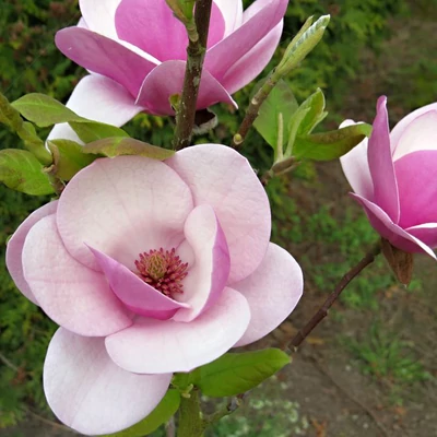 Magnolia 'Sweet Valentine' – Liliomfa