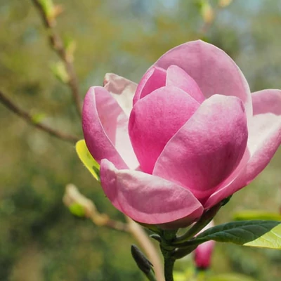 Magnolia 'Theodora' – Liliomfa