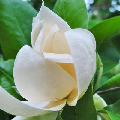 Magnolia thompsoniana 'Olmenhof' – Liliomfa