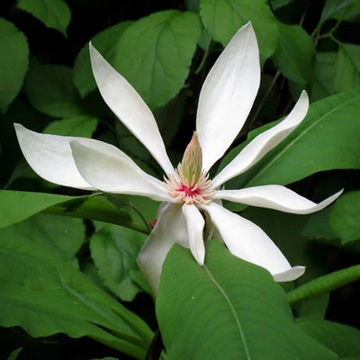 Magnolia tripetala – Ernyős liliomfa