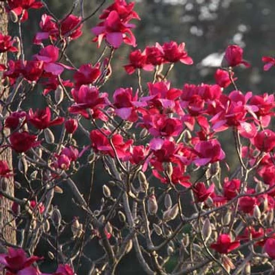 Magnolia 'Vulcan' – Liliomfa