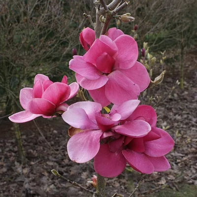 Magnolia 'Watermelon'® – Liliomfa