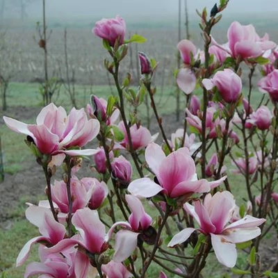Magnolia 'Winelight' – Liliomfa