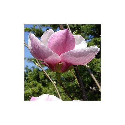 Magnolia x soulangeana 'Big Pink' – Liliomfa