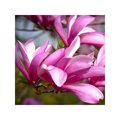 Magnolia x liliflora 'Betty' – Liliomfa