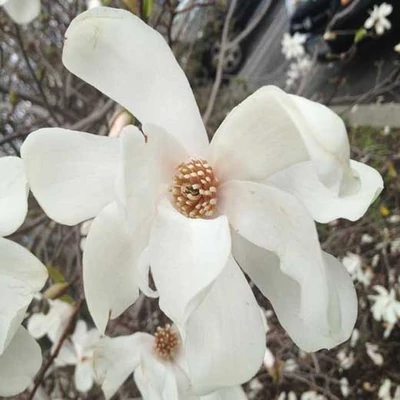 Magnolia x loebneri 'Merrill' - Fehér virágú liliomfa