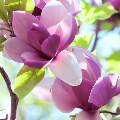 Magnolia 'Yaeko' – Liliomfa