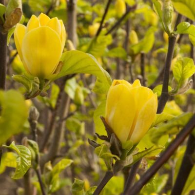 Magnolia 'Yellow Bird' – Liliomfa