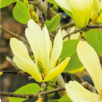 Magnolia 'Yellow Lantern' - Sárga virágú liliomfa