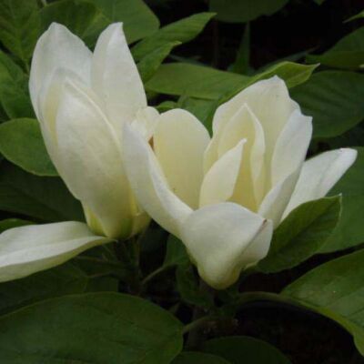 Magnolia denudata 'Yellow River' – Liliomfa 