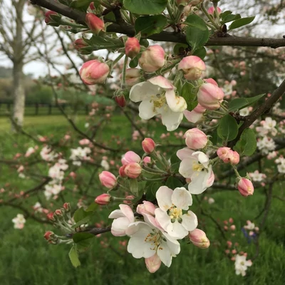 Malus 'Hoseri' – Díszalma