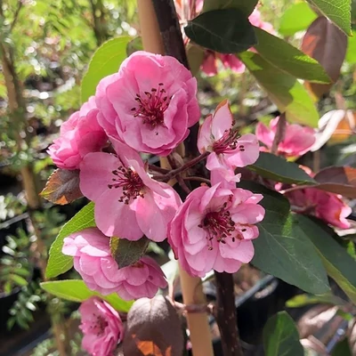 Malus 'Brandywine' – Díszalma