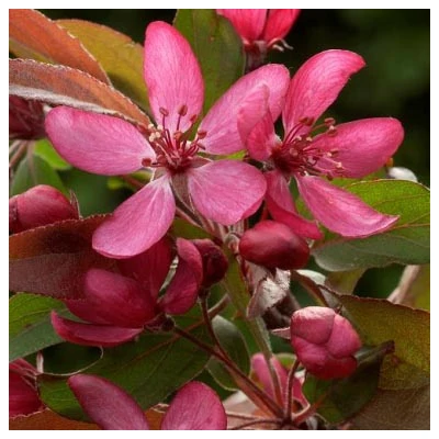Malus 'Diable Rouge' – Díszalma
