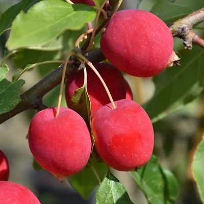 Malus 'Dolgo' - Díszalma