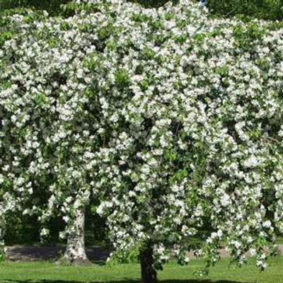 Malus 'Hyvingiensis' – Díszalma