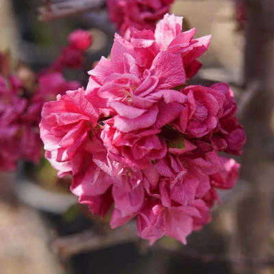Malus 'Kelsey' – Díszalma