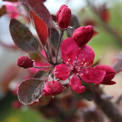 Malus 'Lemoinei' – Díszalma
