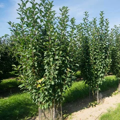 Malus 'Madonna' – Díszalma
