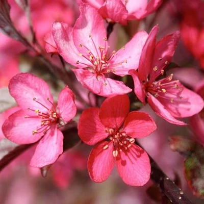 Malus 'Royal Raindrops' – Díszalma