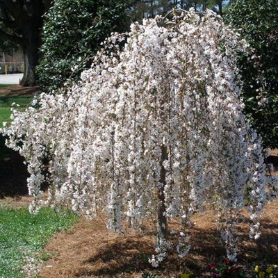 Malus sachalinensis 'Pendula' – Csüngő ágú díszalma