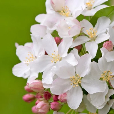 Malus 'White Angel' – Díszalma
