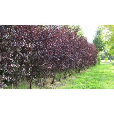 Prunus cerasifera 'Woodii' - Vérszilva