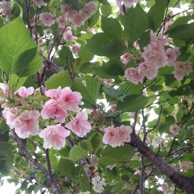 Prunus armeniaca var. ansu – Díszkajszi