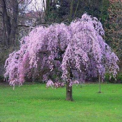 Prunus avium 'Pendula' – Csüngőágú vadcseresznye