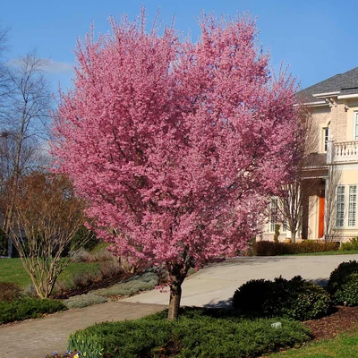 Prunus (x incam) campanulata 'Okame' - Díszcseresznye